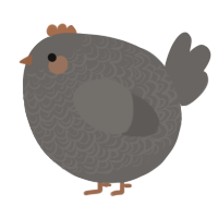 A grey chicken with a double-lace pattern