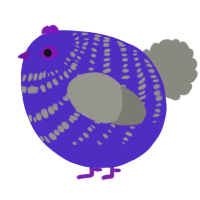 A indigo and ash chicken with a bar pattern