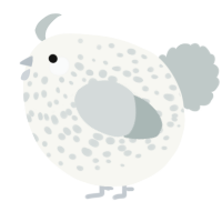 A white and silver chicken with a speckle pattern