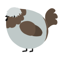 A silver and bark chicken with a head pattern