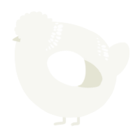 A white chicken with a neck-band pattern