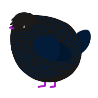 A sable and tumblr chicken with a double-lace pattern