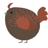 A bark and russet chicken with a half-lace pattern
