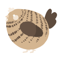 A beige and bark chicken with a bar pattern