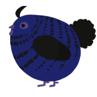 A navy and black chicken with a bar pattern