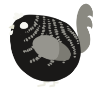 A sable and ash chicken with a half-bar pattern