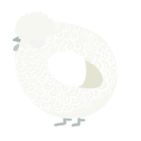 A white chicken with a double-lace pattern