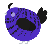 A indigo and sable chicken with a bar pattern