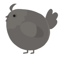 A grey chicken with a head pattern