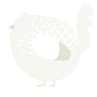 A white chicken with a half-lace pattern