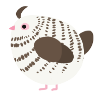 A white and bark chicken with a bar pattern