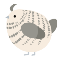A cream and ash chicken with a bar pattern