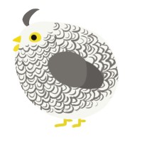 A white and grey chicken with a double-lace pattern