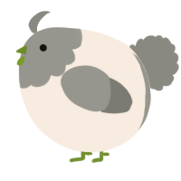 A cream and ash chicken with a head pattern