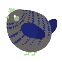 A grey and navy chicken with a bar pattern