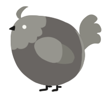 A grey and ash chicken with a head pattern