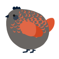 A grey and vermilion chicken with a half-lace pattern