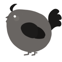 A grey and sable chicken