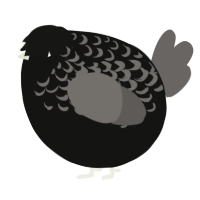 A black and grey chicken with a half-lace pattern