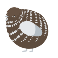 A bark and mist chicken with a bar pattern