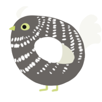 A grey and white chicken with a bar pattern