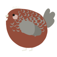 A russet and ash chicken with a half-lace pattern