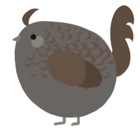 A grey and bark chicken with a half-lace pattern
