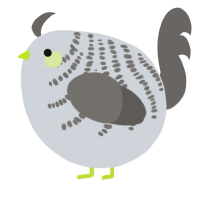 A mist and grey chicken with a half-bar pattern