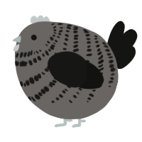 A grey and black chicken with a bar pattern
