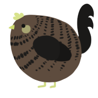A bark and sable chicken with a bar pattern