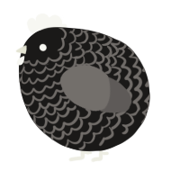 A sable and grey chicken with a lace pattern