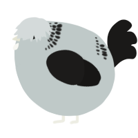 A silver and sable chicken with a neck-band pattern