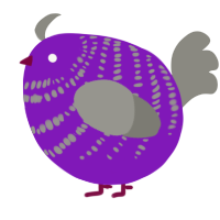 A violet and ash chicken with a bar pattern
