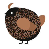 A black and brown chicken with a double-lace pattern
