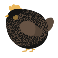 A black and bark chicken with a double-lace pattern