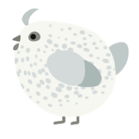 A white and silver chicken with a speckle pattern
