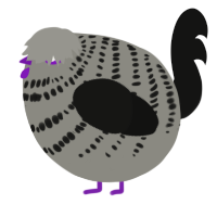 A ash and black chicken with a bar pattern