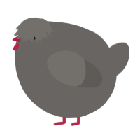 A grey chicken