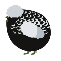 A black and mist chicken with a half-lace pattern