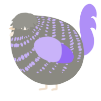 A ash and lilac chicken with a bar pattern
