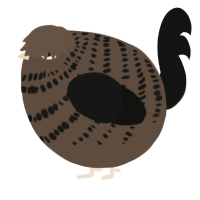A bark and black chicken with a bar pattern