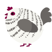 A white and grey chicken with a bar pattern