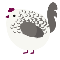 A white and grey chicken with a half-lace pattern