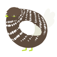 A bark and white chicken with a bar pattern
