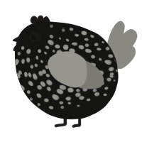 A black and ash chicken with a speckle pattern