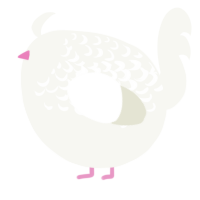 A white chicken with a half-lace pattern