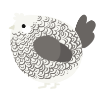 A white and grey chicken with a double-lace pattern