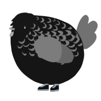 A sable and ash chicken with a half-lace pattern