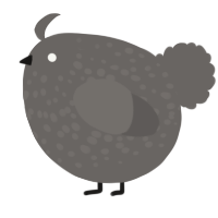 A grey chicken with a speckle pattern