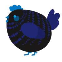 A sable and navy chicken with a bar pattern